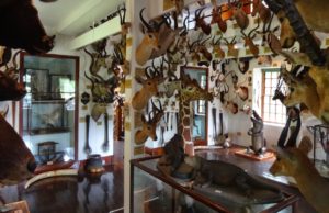 Замок Данробин (Dunrobin Castle) Шотландия, куда поехать на выходные в Шотландии, куда поехать на выходные в Европе, куда слетать на выходные в Европу, Соколиная охота в Европе, соколиная охота посмотреть