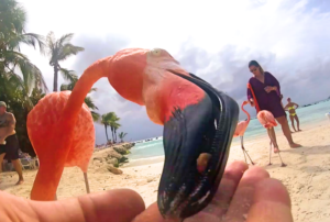 куда поехать на выходные аруба, куда поехать на выходные пляж розовых фламинго, пляж розовых фламинго фото, где пляж розовых фламинго, куда слетать на выходные