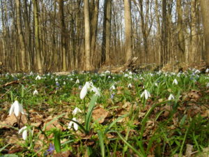 куда поехать на выходные в Украине весной, куда поехать в Украине, куда поехать на выходные в Украине