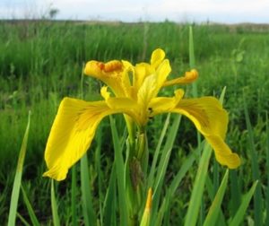 кула поехать на выходные в Украине весной, куда поехать на выходные в Виннице,долина ирисов, цветение диких ирисов