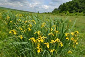 кула поехать на выходные в Украине весной, куда поехать на выходные в Виннице,долина ирисов, цветение диких ирисов