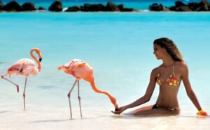 куда поехать на выходные аруба, куда поехать на выходные пляж розовых фламинго, пляж розовых фламинго фото, где пляж розовых фламинго, куда слетать на выходные