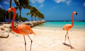 куда поехать на выходные аруба, куда поехать на выходные пляж розовых фламинго, пляж розовых фламинго фото, где пляж розовых фламинго, куда слетать на выходные
