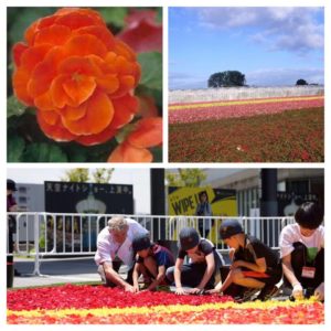 Цветочный ковер в Брюсселе, Цветочный ковер в Брюсселе Бельгия, куда поехать на выходные в Европе, куда слетать на выходные в Европу, куда поехать на выходные в Бельгии, когда цветочный ковер в Брюсселе в 2018 году