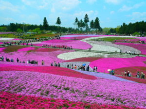 Куда поехать на выходные, интересные места планеты, куда слетать на выходные в Японию, Парк Такиноуэ Япония, цветение шибазакуры, фестиваль шибазакуры парк Такиноуэ Япония
