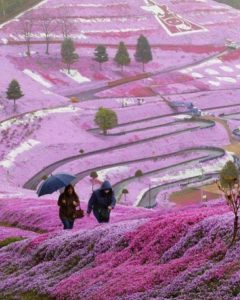 Куда поехать на выходные, интересные места планеты, куда слетать на выходные в Японию, Парк Такиноуэ Япония, цветение шибазакуры, фестиваль шибазакуры парк Такиноуэ Япония