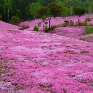 Куда поехать на выходные, интересные места планеты, куда слетать на выходные в Японию, Парк Такиноуэ Япония, цветение шибазакуры, фестиваль шибазакуры парк Такиноуэ Япония