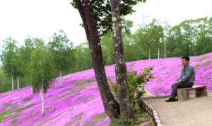 Куда поехать на выходные, интересные места планеты, куда слетать на выходные в Японию, Парк Такиноуэ Япония, цветение шибазакуры, фестиваль шибазакуры парк Такиноуэ Япония