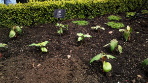 замок алник англия, куда поехать на выходные в Европе, куда слетать на выходные в Европу, интересные места Европы, куда поехать на выходные в Англии, сад ядовитых растений