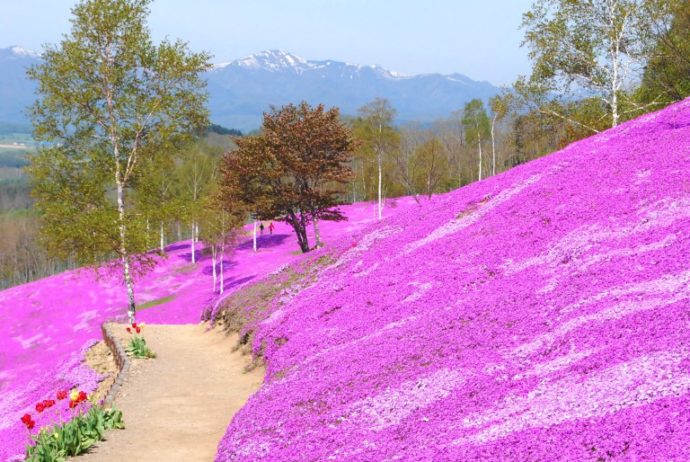 Куда поехать на выходные, интересные места планеты, куда слетать на выходные в Японию, Парк Такиноуэ Япония, цветение шибазакуры, фестиваль шибазакуры парк  Такиноуэ Япония