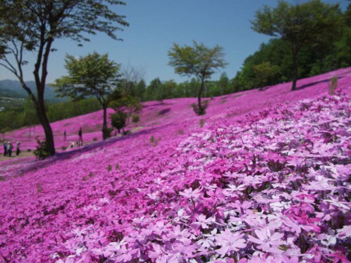 Куда поехать на выходные, интересные места планеты, куда слетать на выходные в Японию, Парк Такиноуэ Япония, цветение шибазакуры, фестиваль шибазакуры парк  Такиноуэ Япония