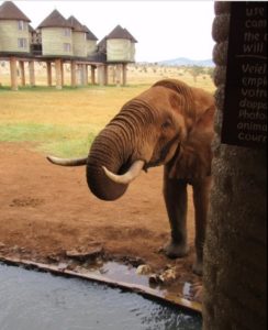 куда поехать на выходные в Африку, куда слетать на выходные в Африку, интересные места в Африке, отель с водопоем для животных, отель где можно увидеть животных, необычный отель, лучший отель