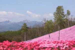 Куда поехать на выходные, интересные места планеты, куда слетать на выходные в Японию, Парк Такиноуэ Япония, цветение шибазакуры, фестиваль шибазакуры парк Такиноуэ Япония