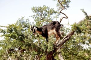 Козы на деревьях, куда поехать на выходные в Марокко, отдых в Марокко, что посмотреть в Марокко