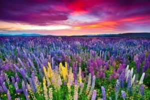 нанда деви индия,нанда деви индия как добраться, куда поехать на выходные в Индии, куда поехать на выходные в Европу, долина цветов Индия как добраться