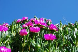 Анфестирия на Кипре, Праздник цветов на Кипре, отдых весной на Кипре, отдых в мае на Кипре, куда поехать на выходные на Кипре,отпуск на Кипре, что посмотреть на Кипре