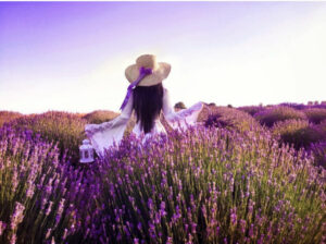 лавандовые поля Турции, когда цветут лавандовые поля Турции, где находяться лавандовые поля Турции