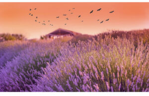 лавандовые поля Турции, когда цветут лавандовые поля Турции, где находяться лавандовые поля Турции