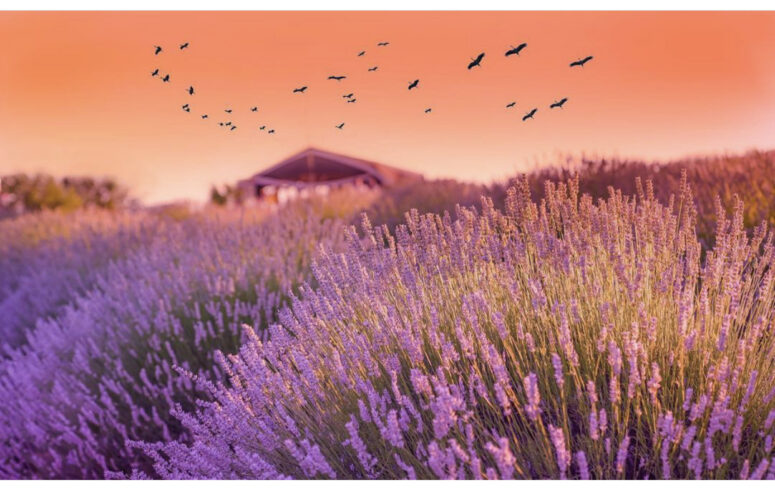 лавандовые поля Турции, когда цветут лавандовые поля Турции, где находяться лавандовые поля Турции