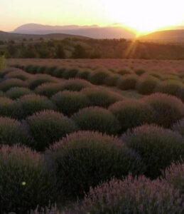 лавандовые поля Турции, когда цветут лавандовые поля Турции, где находяться лавандовые поля Турции