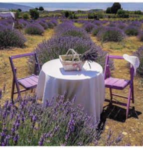 лавандовые поля Турции, когда цветут лавандовые поля Турции, где находяться лавандовые поля Турции