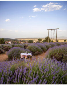 лавандовые поля Турции, когда цветут лавандовые поля Турции, где находяться лавандовые поля Турции