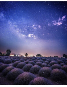 лавандовые поля Турции, когда цветут лавандовые поля Турции, где находяться лавандовые поля Турции