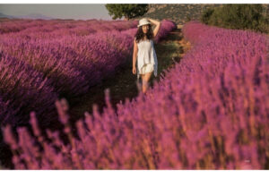 лавандовые поля Турции, когда цветут лавандовые поля Турции, где находяться лавандовые поля Турции