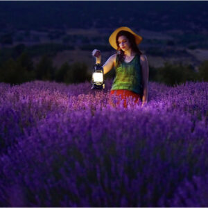 лавандовые поля Турции, когда цветут лавандовые поля Турции, где находяться лавандовые поля Турции