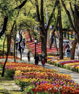 фестиваль тюльпанов в Стамбуле, стамбульский фестиваль тюльпанов