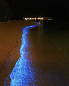 светящийся пляж Мальдив, светящийся пляж острова Ваадху