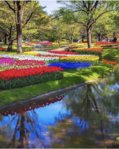 фестиваль тюльпанов в Стамбуле, стамбульский фестиваль тюльпанов