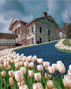 фестиваль тюльпанов в Стамбуле, стамбульский фестиваль тюльпанов