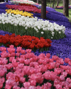 фестиваль тюльпанов в Стамбуле, стамбульский фестиваль тюльпанов