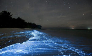 светящийся пляж Мальдив, светящийся пляж острова Ваадху