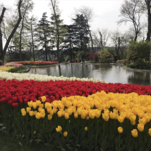 фестиваль тюльпанов в Стамбуле, стамбульский фестиваль тюльпанов