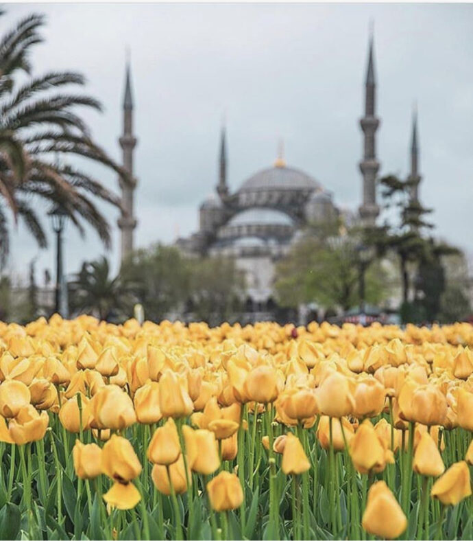 фестиваль тюльпанов в Стамбуле, стамбульский фестиваль тюльпанов