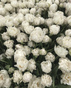 фестиваль тюльпанов в Стамбуле, стамбульский фестиваль тюльпанов