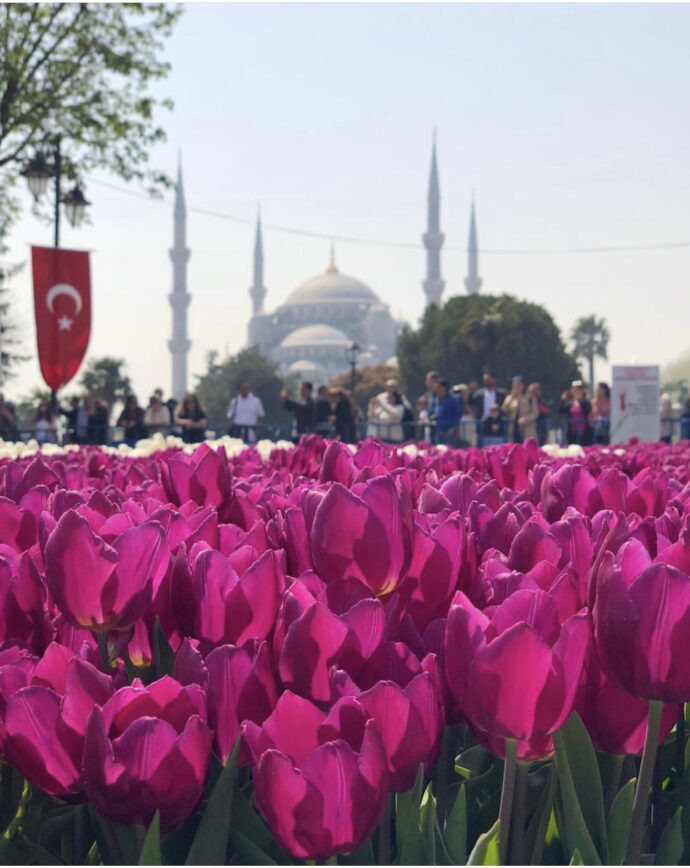 фестиваль тюльпанов в Стамбуле, стамбульский фестиваль тюльпанов