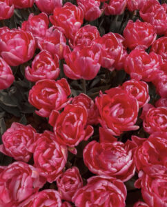 фестиваль тюльпанов в Стамбуле, стамбульский фестиваль тюльпанов