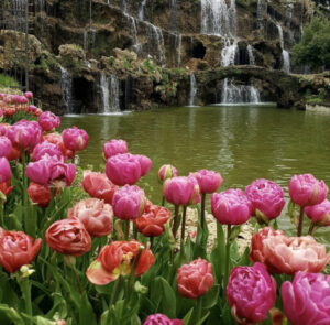 фестиваль тюльпанов в Стамбуле, стамбульский фестиваль тюльпанов