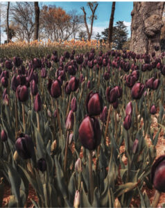 фестиваль тюльпанов в Стамбуле, стамбульский фестиваль тюльпанов