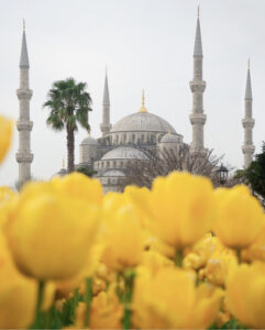 фестиваль тюльпанов в Стамбуле, стамбульский фестиваль тюльпанов