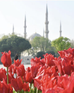 фестиваль тюльпанов в Стамбуле, стамбульский фестиваль тюльпанов