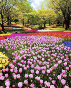 фестиваль тюльпанов в Стамбуле, стамбульский фестиваль тюльпанов