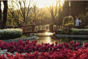фестиваль тюльпанов в Стамбуле, стамбульский фестиваль тюльпанов