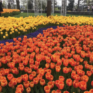 фестиваль тюльпанов в Стамбуле, стамбульский фестиваль тюльпанов