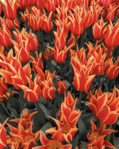 фестиваль тюльпанов в Стамбуле, стамбульский фестиваль тюльпанов