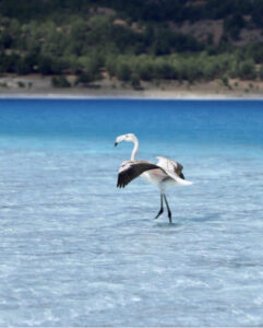 турецкие мальдивы, турецкие Мальдивы озеро Салда, озеро салда в турции, озеро салда фото, турецкие мальдивы фото, озеро салда почему нельзя купаться, озеро салда на карте, озеро салда погода, озеро салда отели, турецкие мальдивы отель, озеро салда Алания, озеро салда и античный город Кибира, адрасан турецкие мальдивы, озеро салда температура воды, турецкие мальдивы экскурсия, турецкие мальдивы пляж, турецкие мальдивы это турецкие мальдивы, озеро салда, турецкие салда, турецкие Мальдивы озеро Салда, турецкие Мальдивы озеро Салда, турецкие Мальдивы озеро Салда,