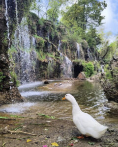 парк Эмирган в Стамбуле, парк Эмирган Стамбул, парк Эмирган Стамбул фестиваль тюльпанов, парк Эмирган Стамбул как добраться, парк Эмирган Стамбул фото